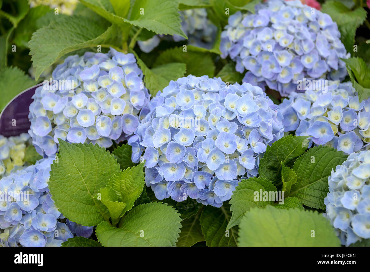 Garden hydrangea, Hydrangea macrophylla FOREVER & EVER? ? Blue , Garten-Hortensie (Hydrangea macrophylla FOREVER & EVER® Blue) Stock Photo