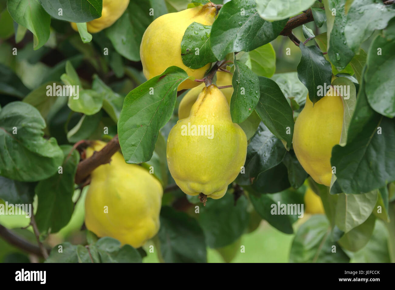 Abate Birnen Baum Abate Birnen Baum