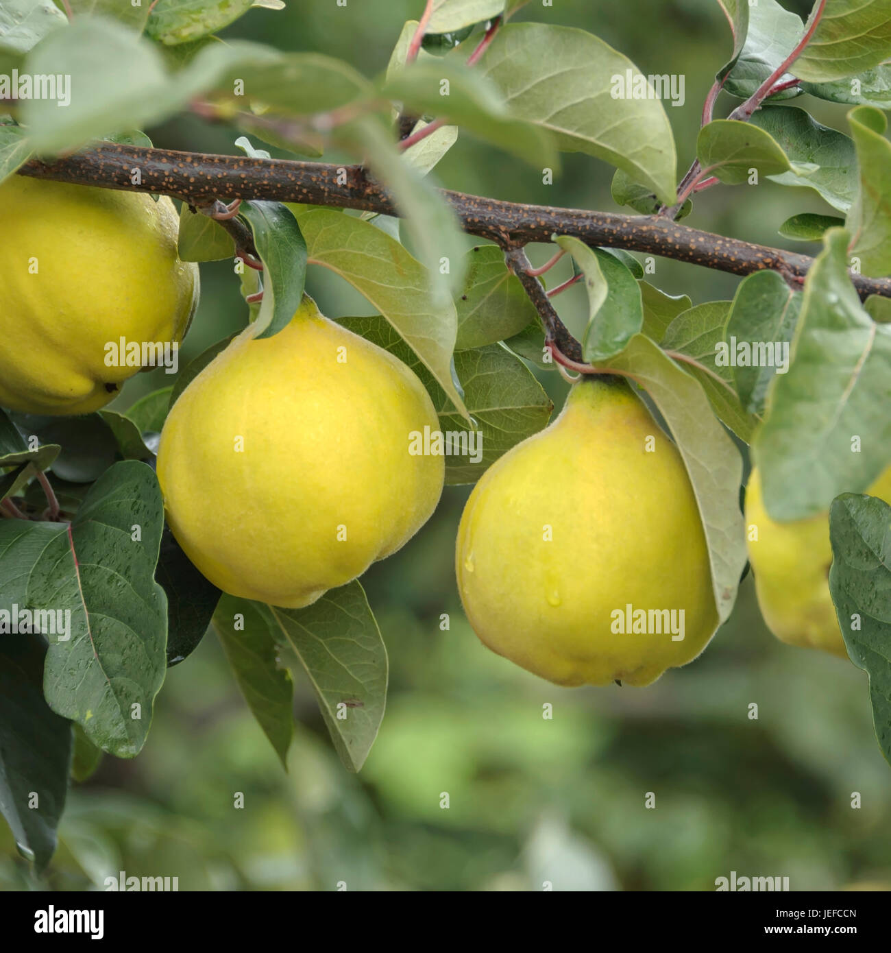 Pear quince, Cydonia oblonga Igenheimer bomb quince , Birnen-Quitte (Cydonia oblonga 'Igenheimer Bombenquitte') Stock Photo
