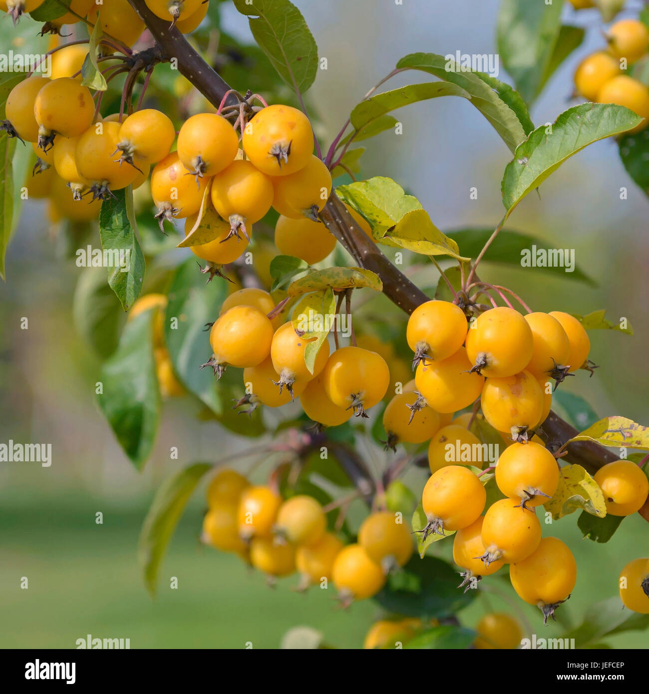 Ornamental apple, Malus Golden Hornet , Zier-Apfel (Malus 'Golden Hornet') Stock Photo