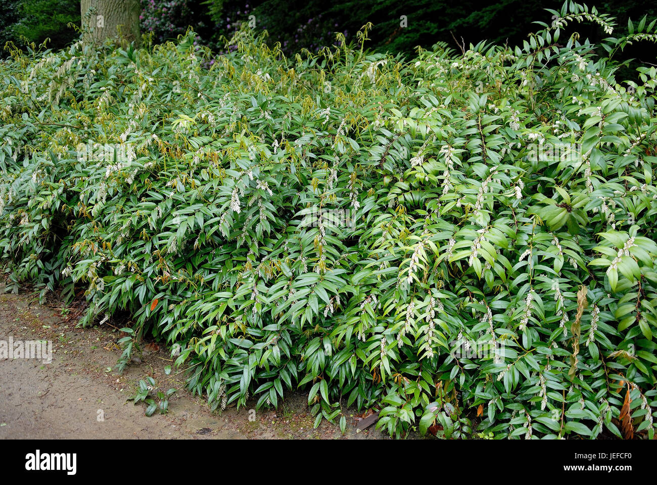 Leucothoe fontanesiana Stock Photo