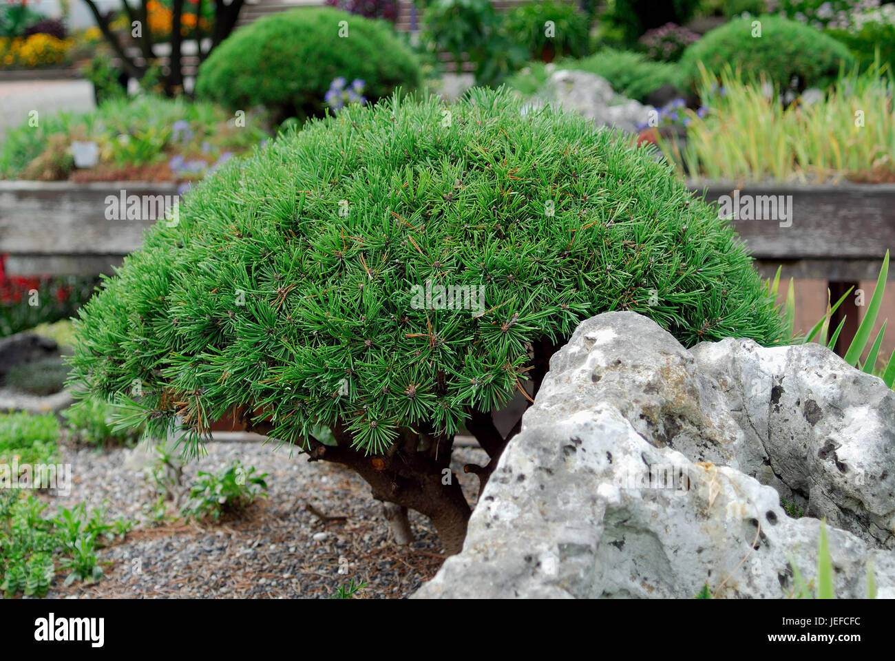 Pinus mugo pug, Pinus mugo 'Mops' Stock Photo