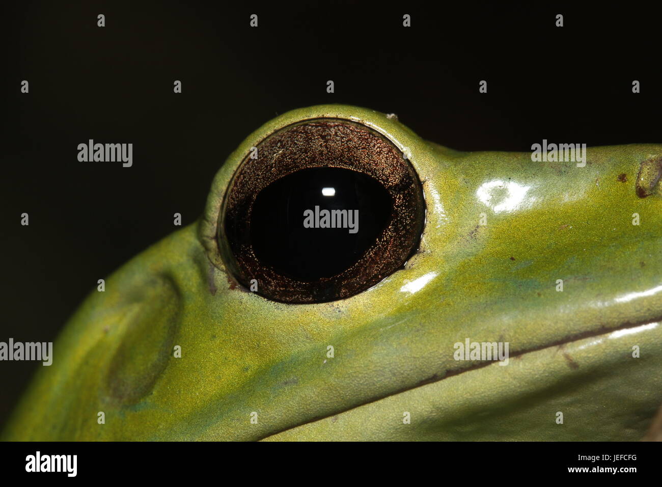 Chinese Gliding Frog, Rhacophorus dennysi, face Stock Photo