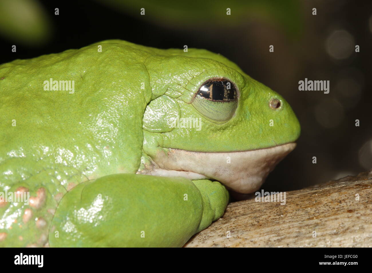 Mexican Dumpy Frog,Pachymedusa dacnicolor, Mexico Stock Photo