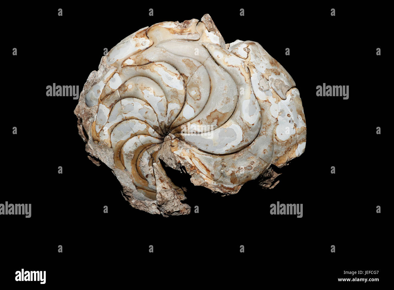 An extinct fossil Nautilus, Aturia alabamensis Stock Photo - Alamy
