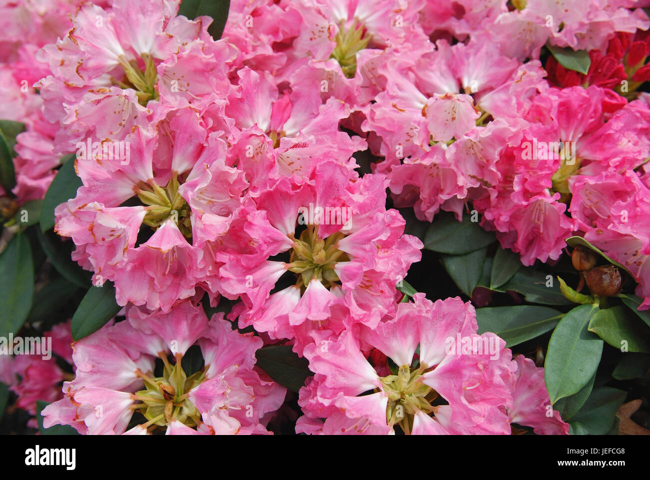 Rhododendron yakushimanum Morning-red, Rhododendron yakushimanum 'Morgenrot' Stock Photo