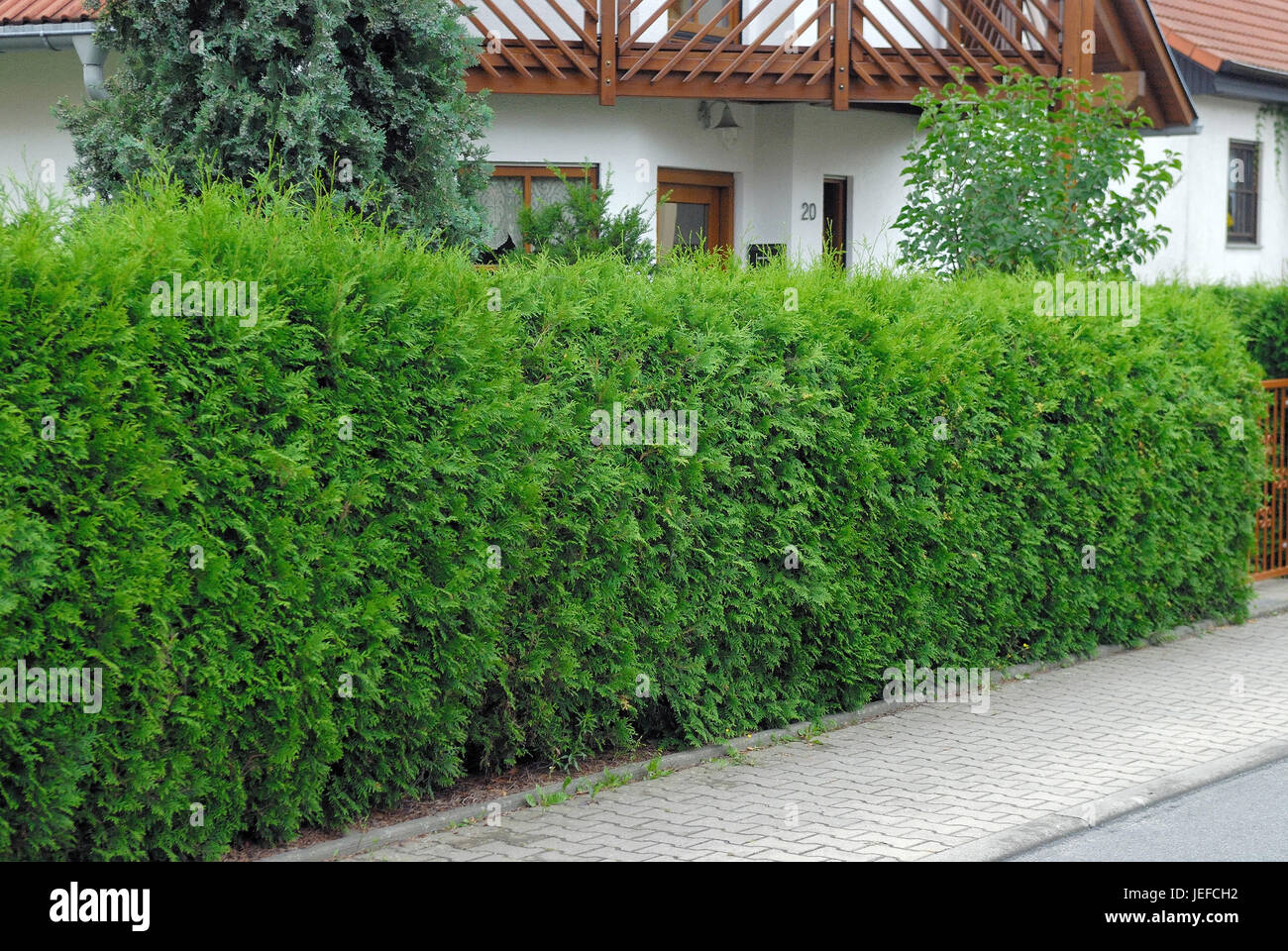 Thuja occidentalis Brabant, Thuja occidentalis 'Brabant' Stock Photo