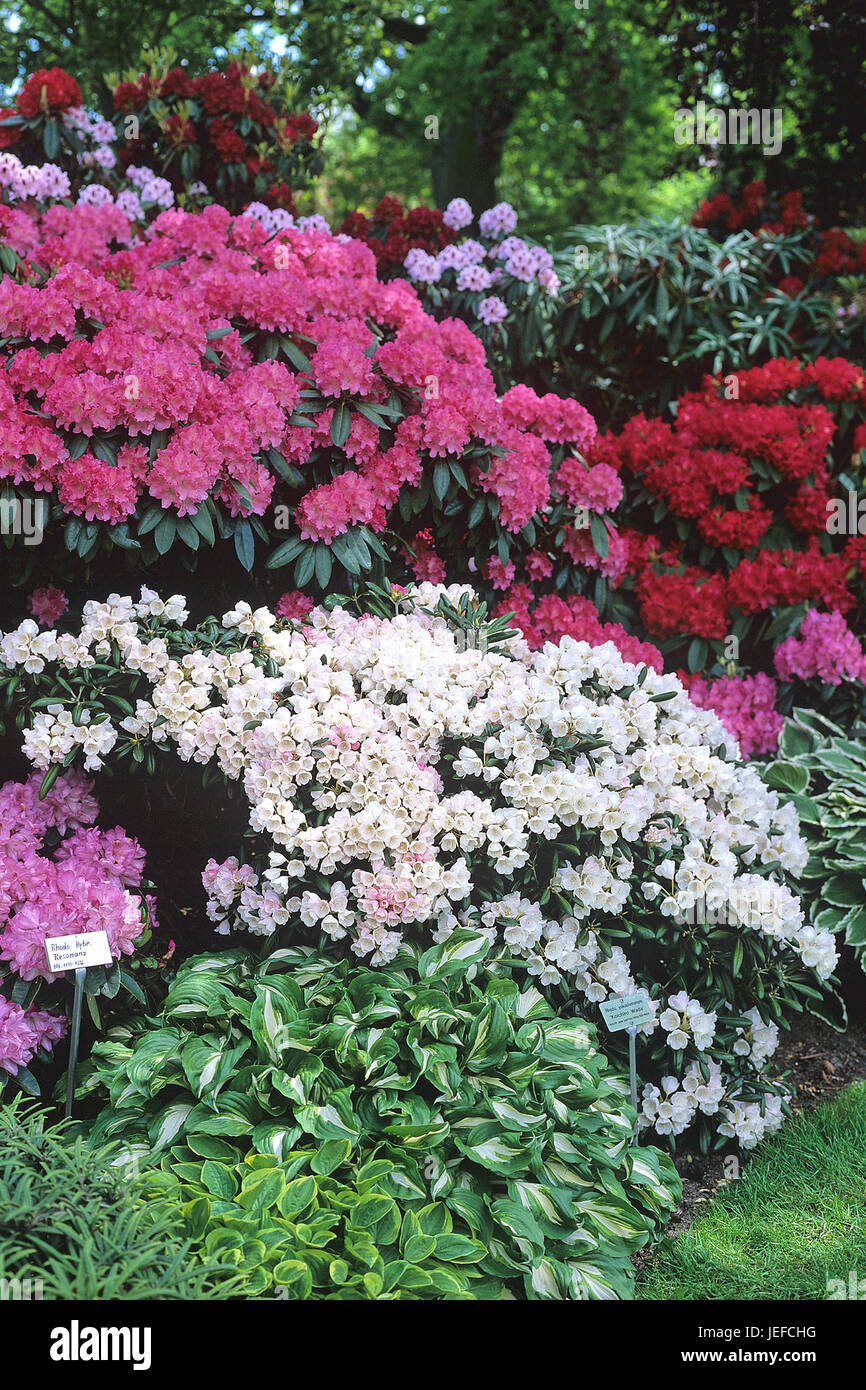 rhododendron als topfpflanze Zwerg main image 0