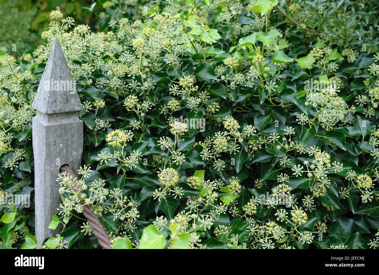 Hedera helix Arborescens, Hedera helix 'Arborescens' Stock Photo