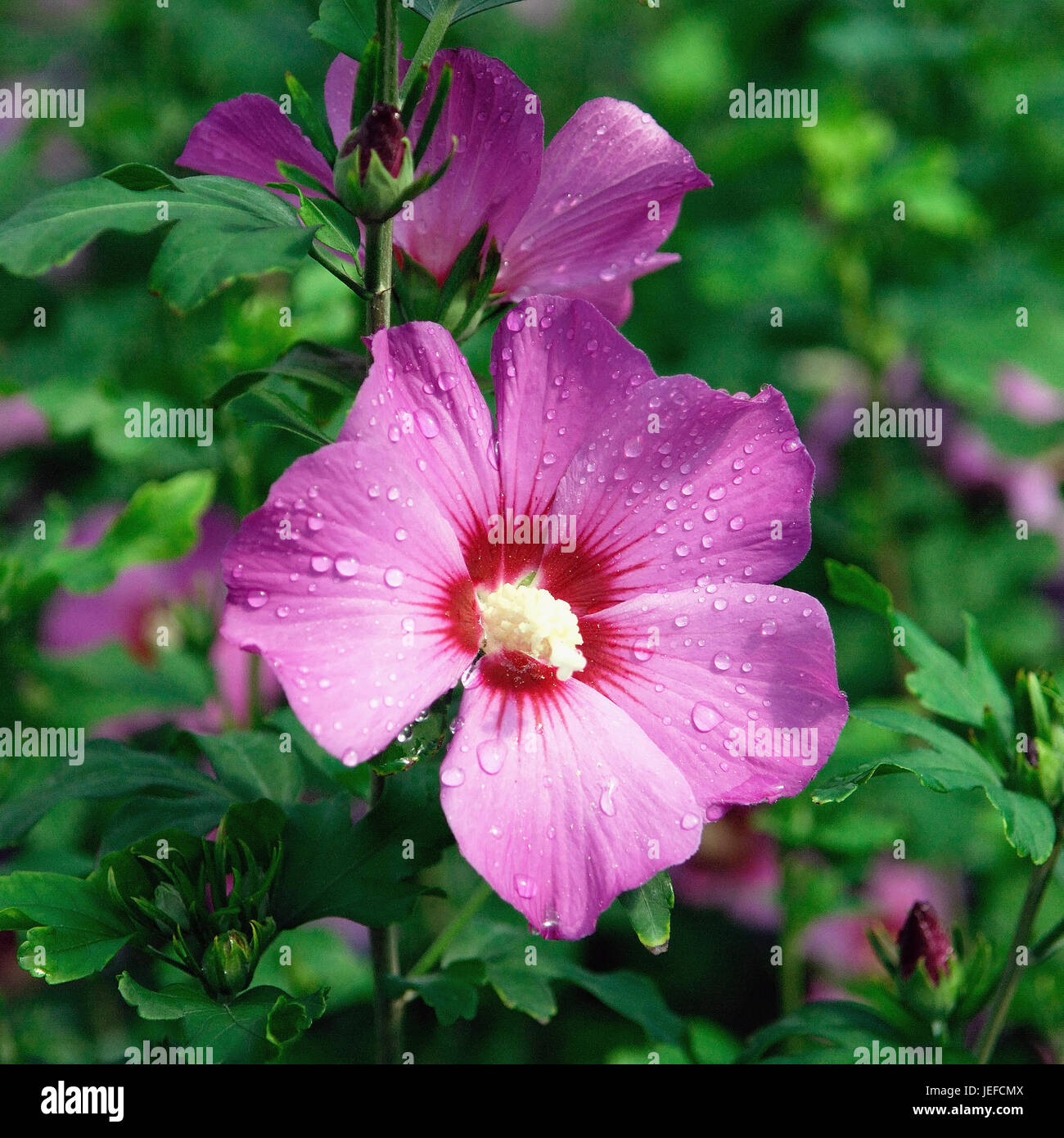 Hibiscus syriacus Russian Violet, Hibiscus syriacus 'Russian Violet' Stock Photo