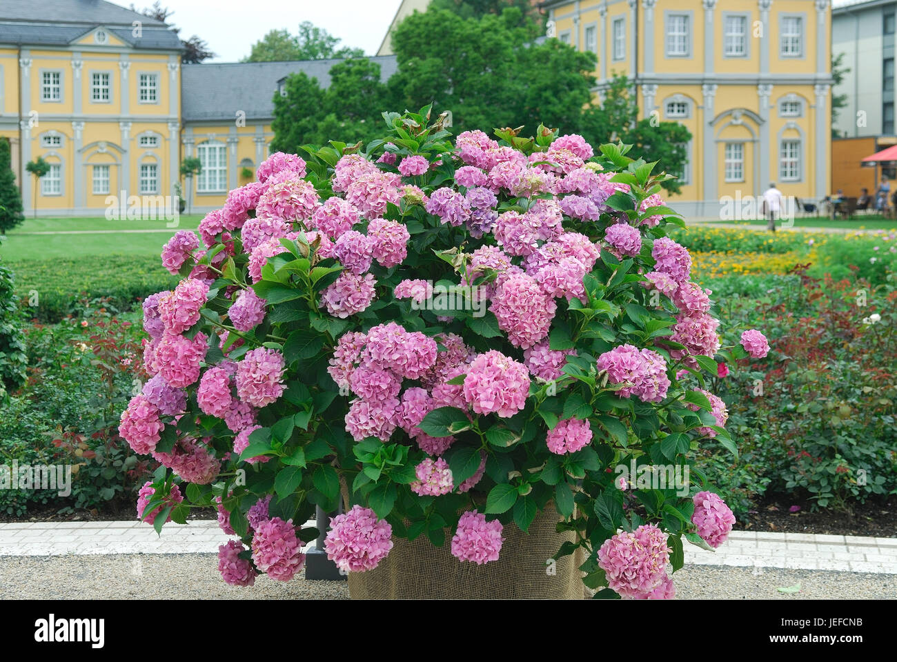 Gartenhortensie High Resolution Stock Photography and Images - Alamy