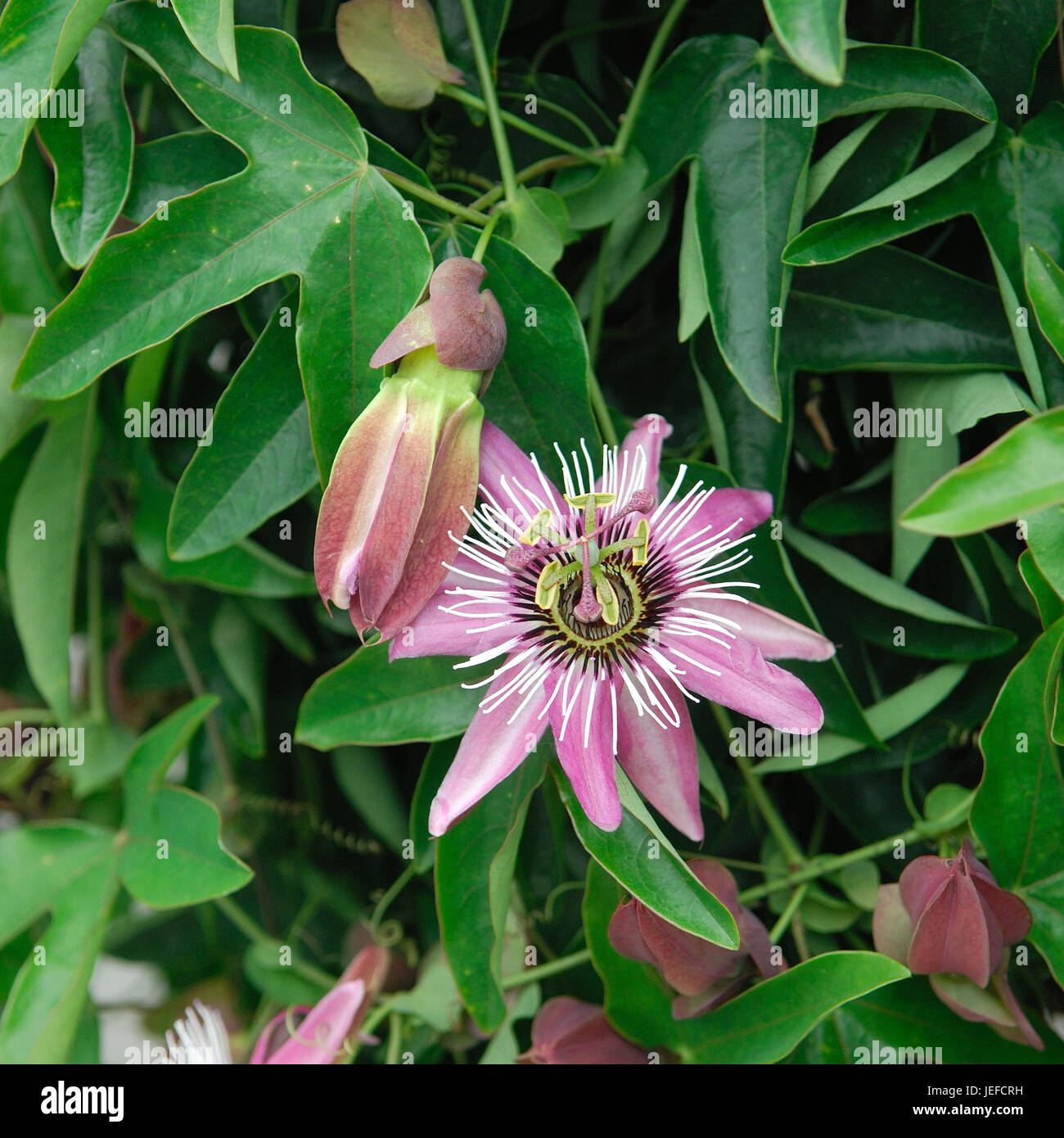 Passiflora x violacea Stock Photo