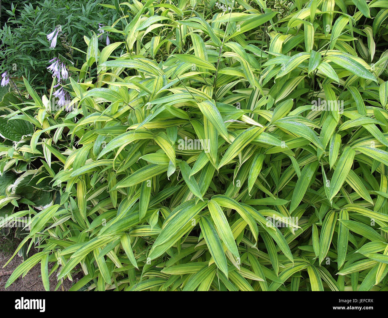 Pleioblastus viridistriatus hi-res stock photography and images - Alamy