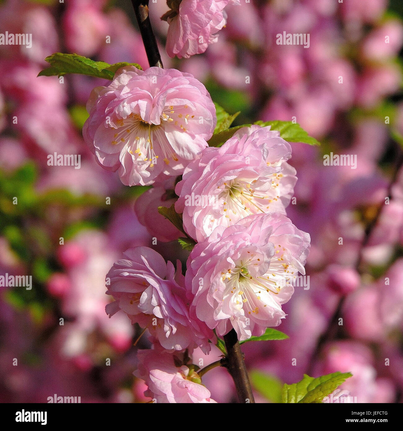 Prunus triloba Stock Photo