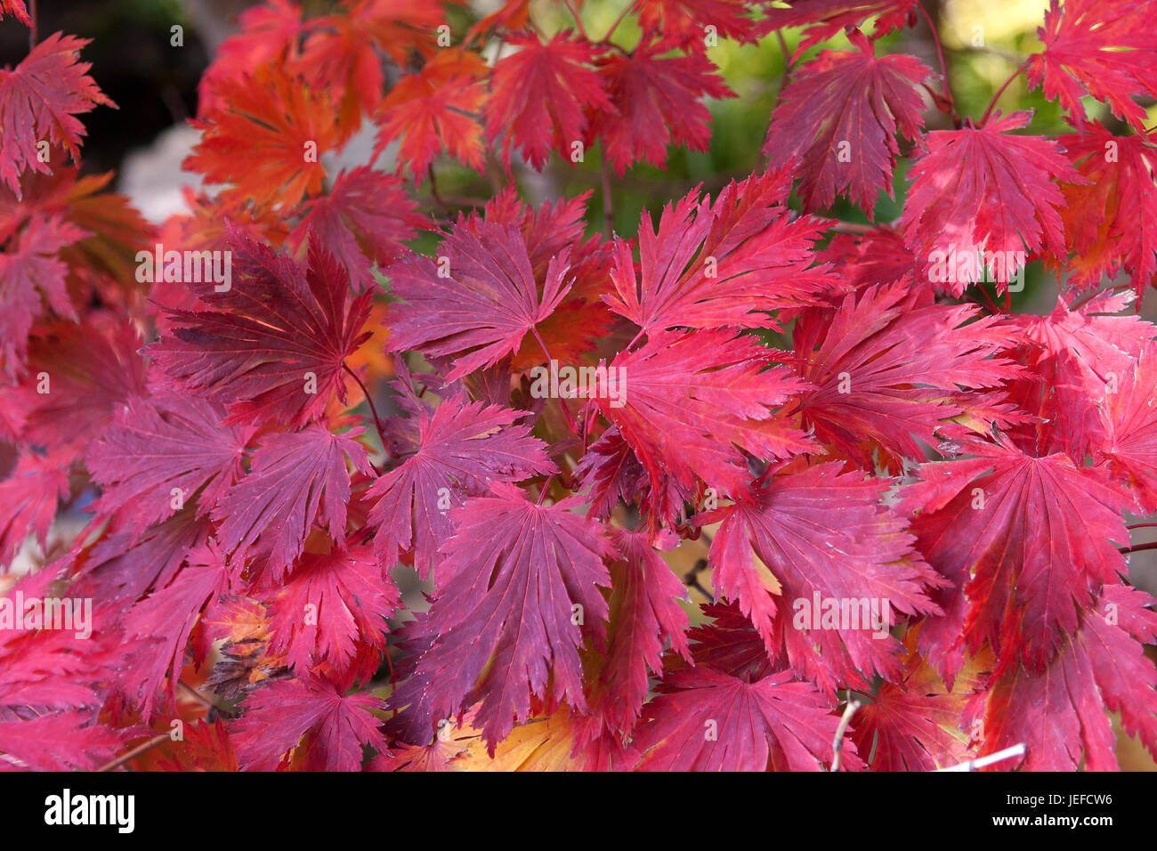 Monk's-hood-leafy maple, Acer japonicum Aconitifolium ...