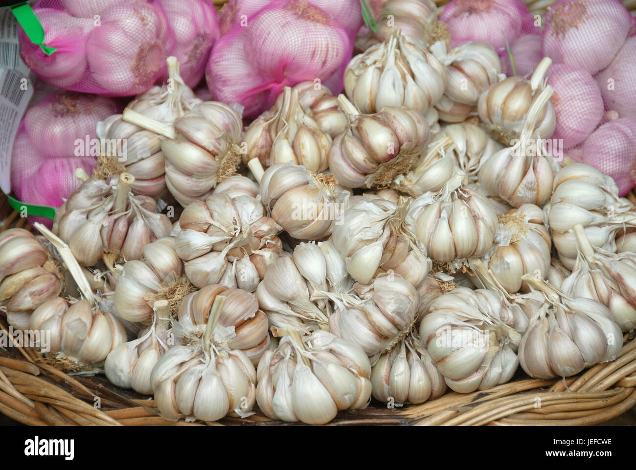 Garlic, Allium sativum , Knoblauch (Allium sativum) Stock Photo
