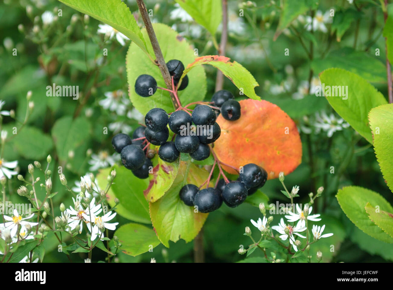 Apple berry, Aronia ◊ prunifolia Viking, veil aster, aster cordifolius Silver spray , Apfelbeere (Aronia ◊ prunifolia 'Viking'), Schleier-Aster (Aster Stock Photo