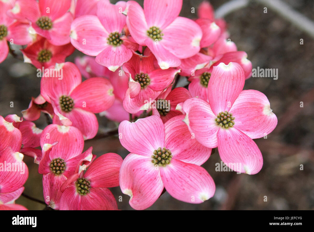 American flower dogwood, Cornus Florida Rubra , Amerikanischer Blumenhartriegel (Cornus florida 'Rubra') Stock Photo