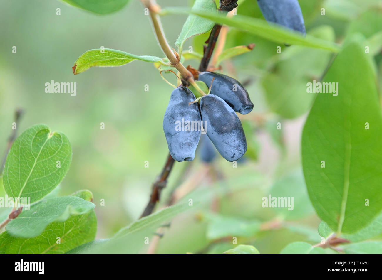 Blue honey berry, Lonicera caerulea Berry Blue , Blaue Honigbeere