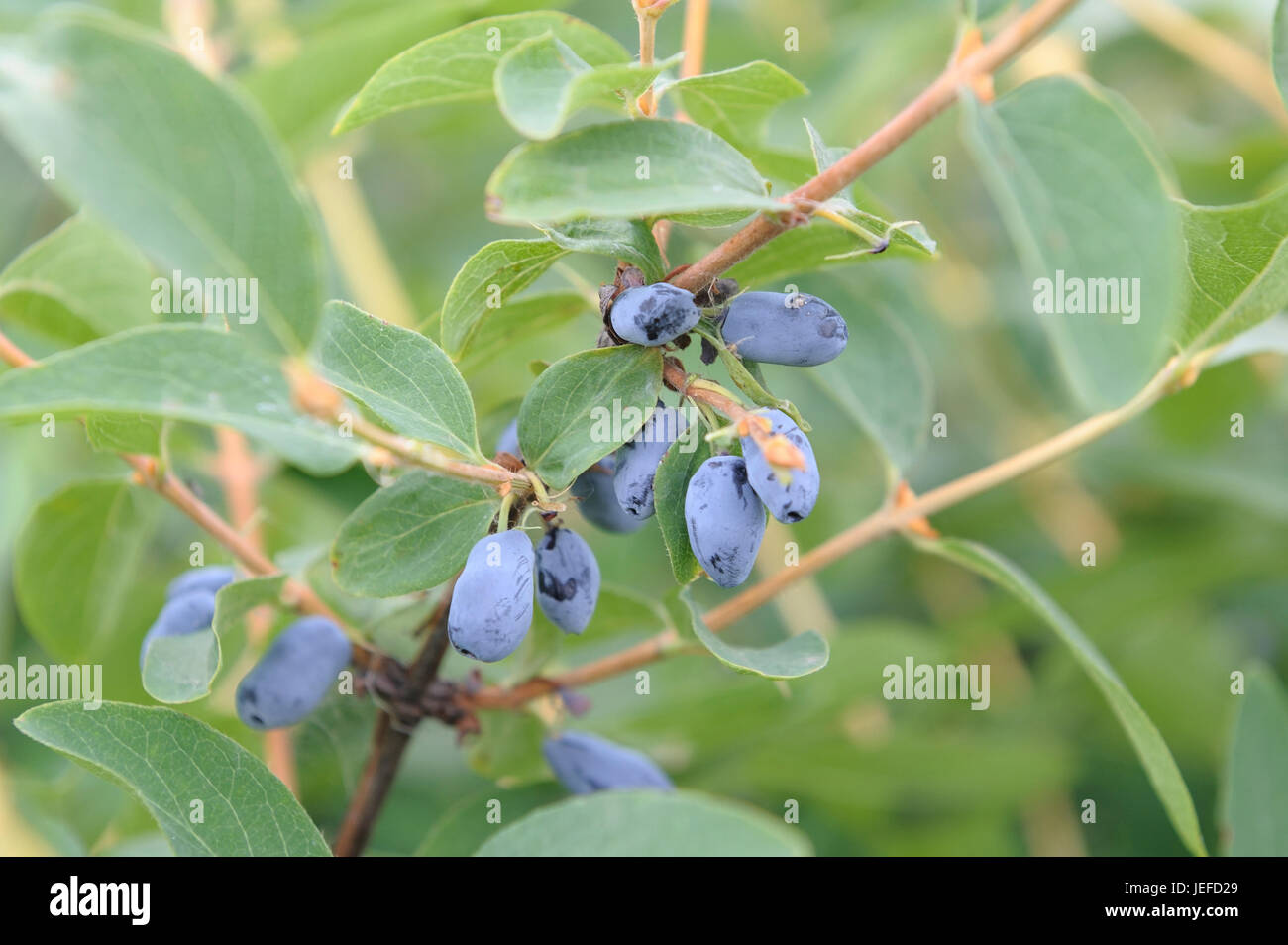 May berry, Lonicera caerulea var. kamtschatica , Maibeere (Lonicera caerulea var. kamtschatica) Stock Photo