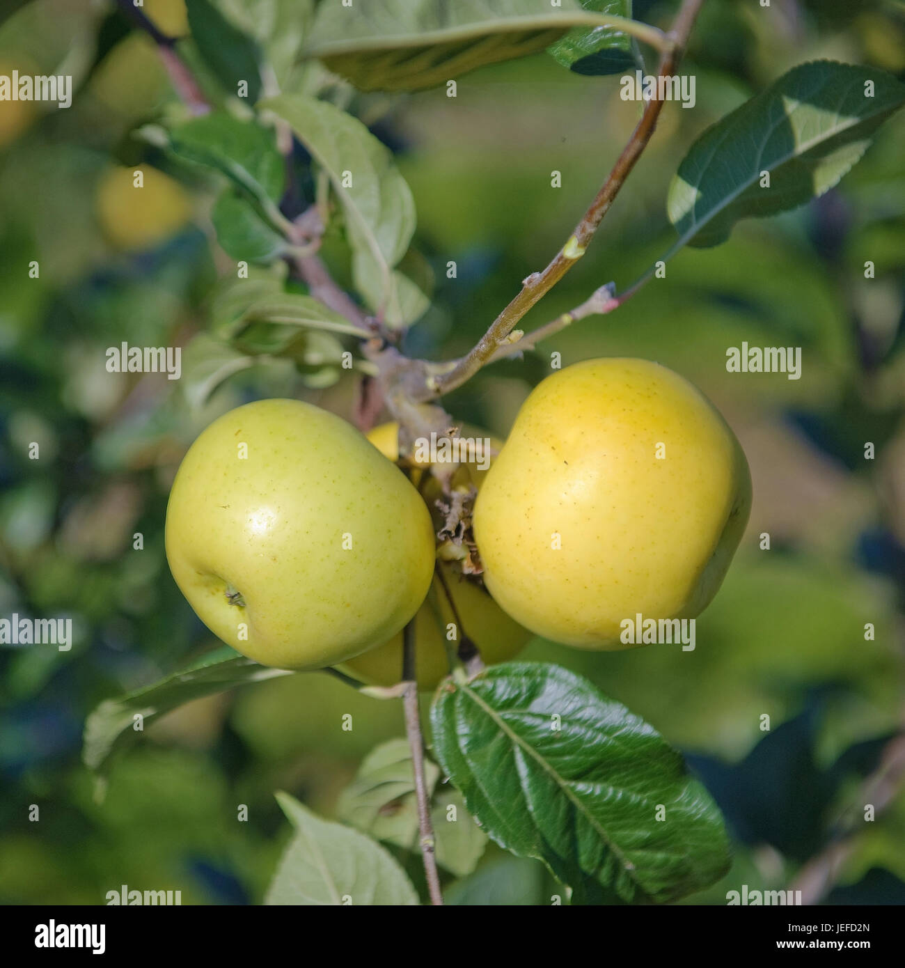 Rennet plant hi-res stock photography and images - Alamy