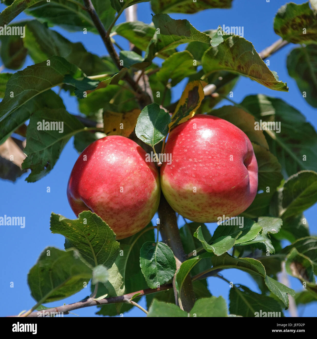 Apple, Malus domestica Gascoynes of scarlet , Apfel (Malus domestica 'Gascoynes Scharlachroter') Stock Photo