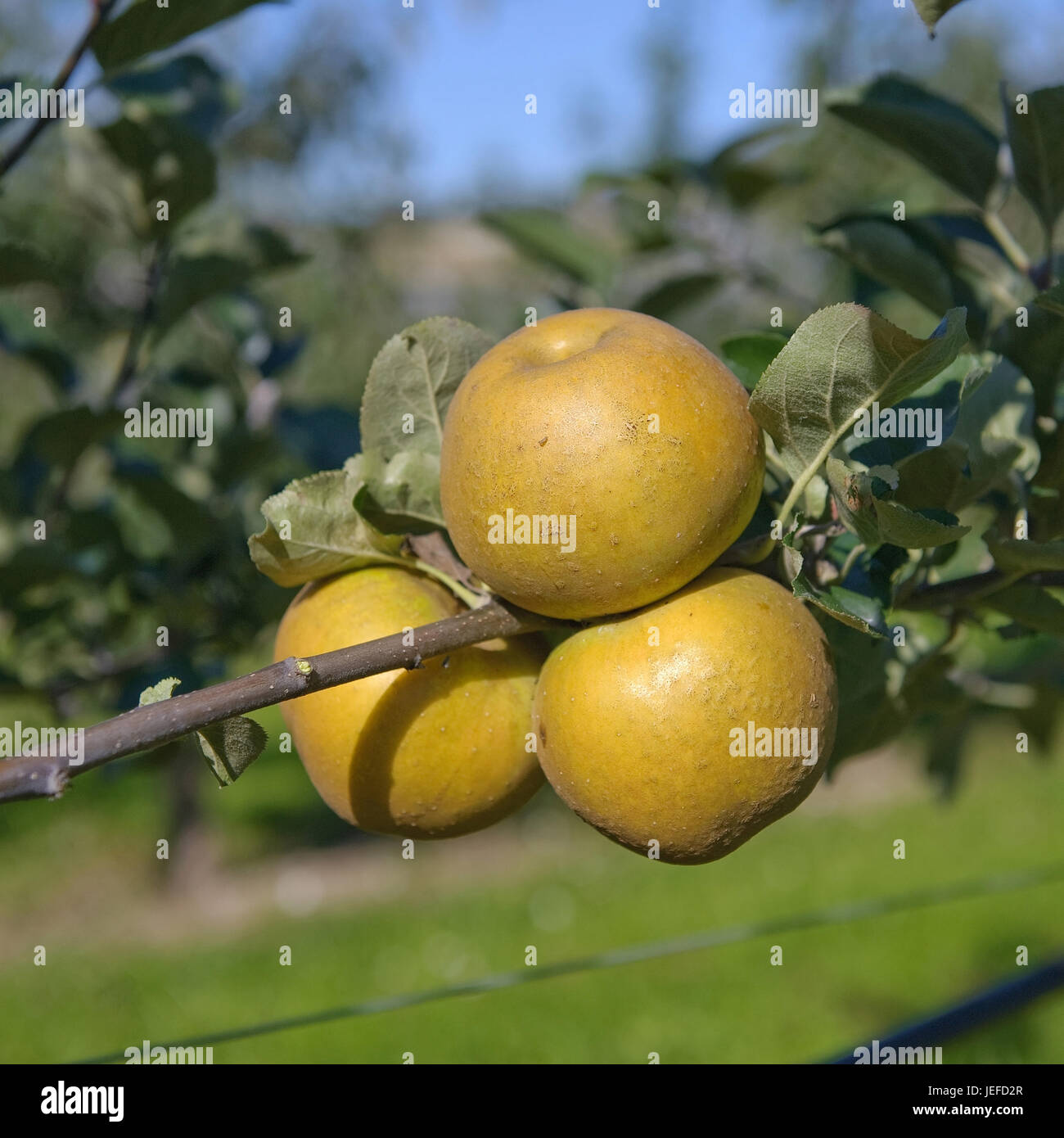 Apple, Malus domestica grey French rennet , Apfel (Malus domestica 'Graue  Franzˆsische Renette' Stock Photo - Alamy