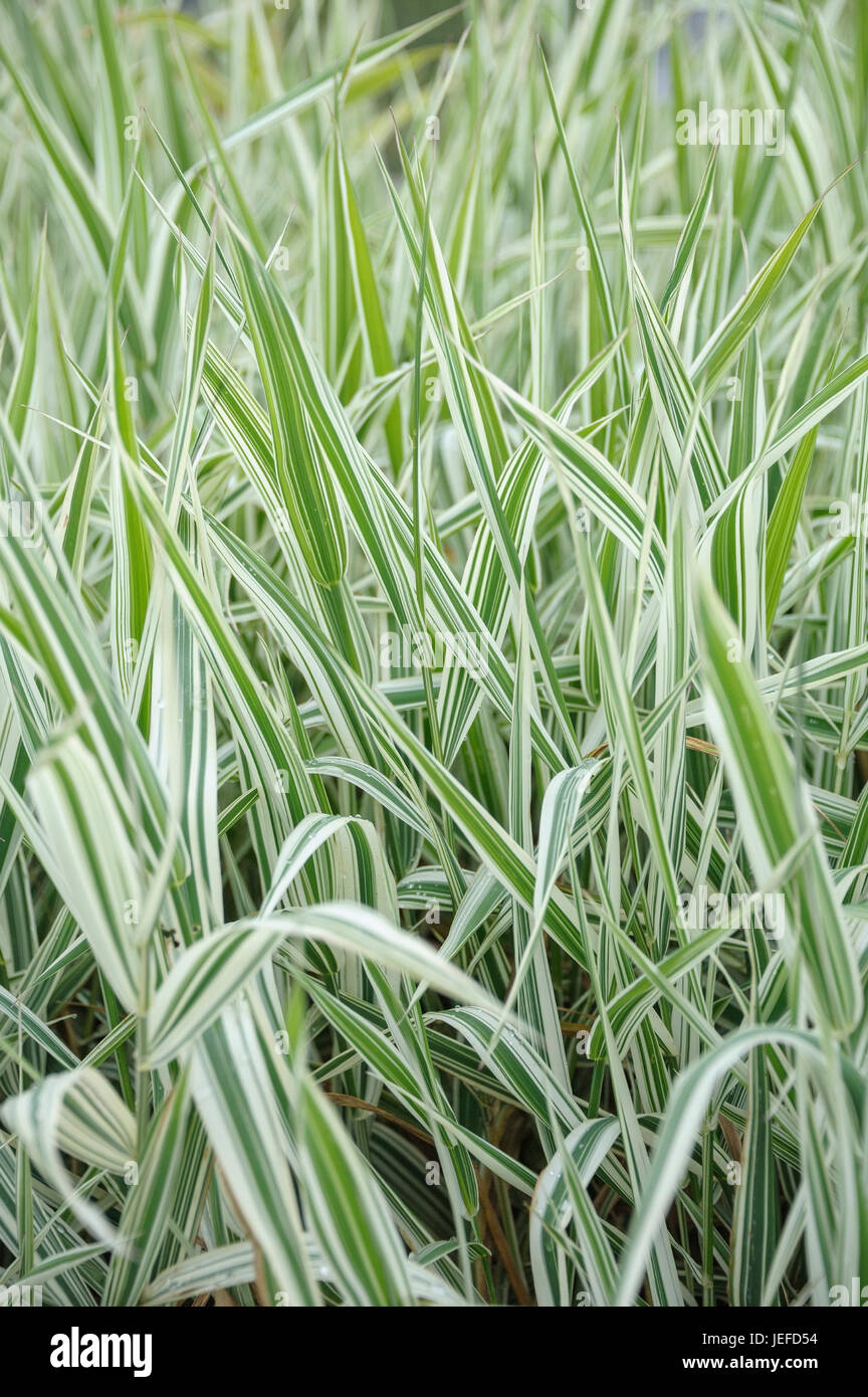 Pipe canary grass, Phalaris arundinacea Dwarf Garters , Rohrglanzgras (Phalaris arundinacea 'Dwarf Garters') Stock Photo