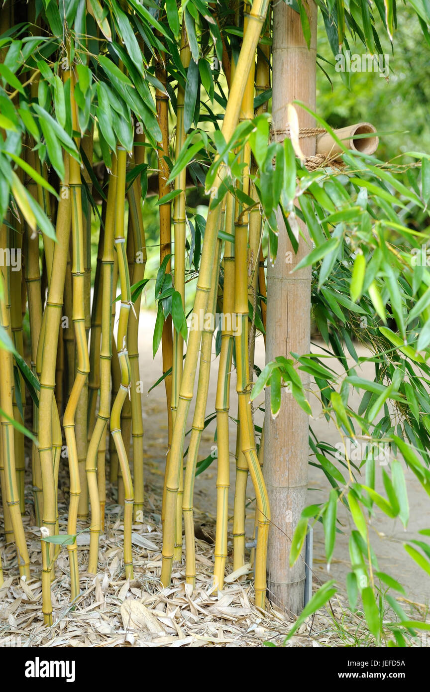 Zigzag level pipe bamboo hi-res stock photography and images - Alamy