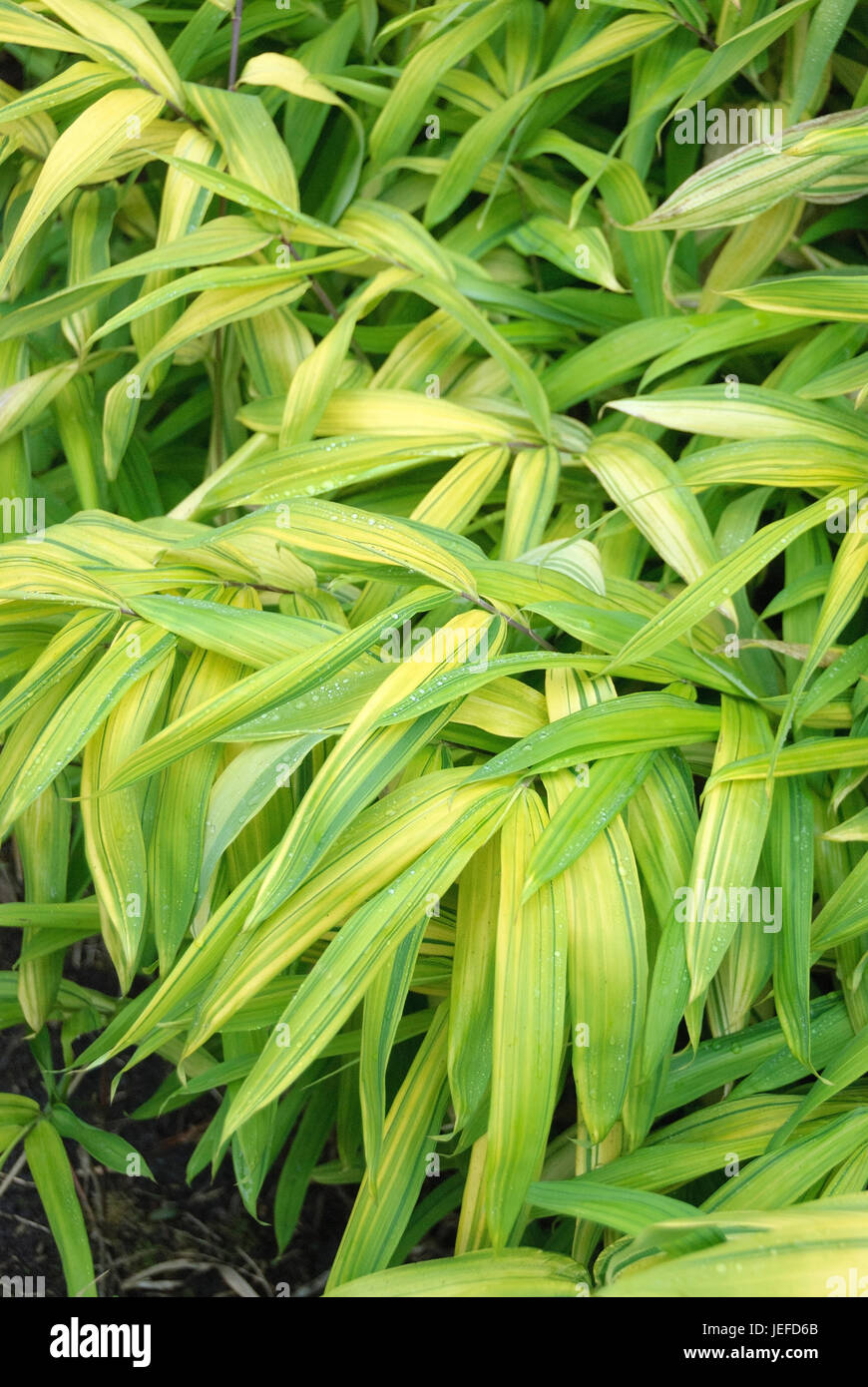 Pleioblastus viridistriatus hi-res stock photography and images - Alamy