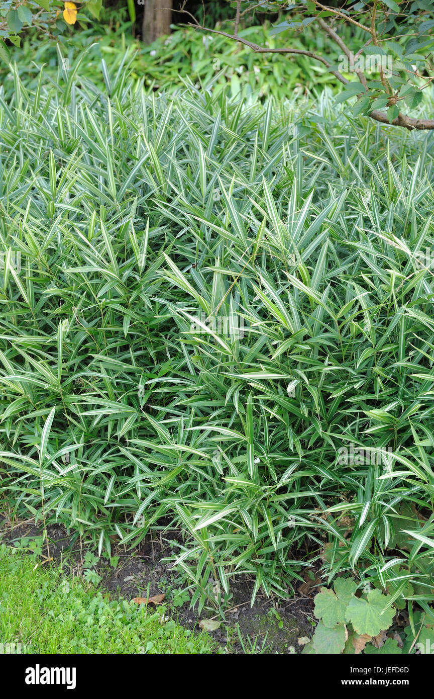 Fortunes shoot bamboo, Pleioblastus variegatus , Fortunes Sprossbambus (Pleioblastus variegatus) Stock Photo