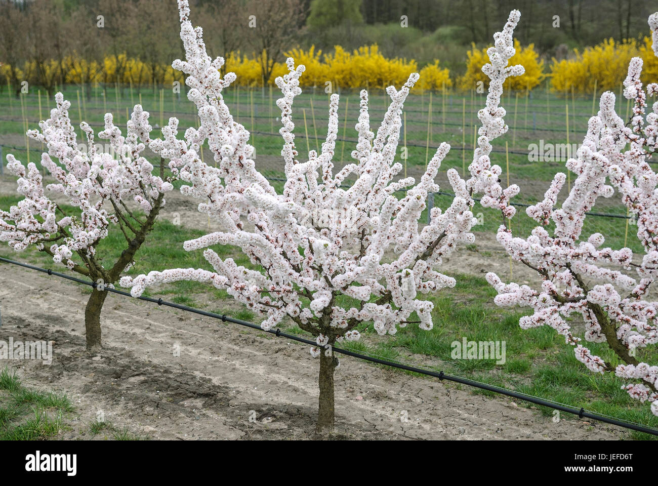 Plum base, Prunus Weito 6 , Pflaumen-Unterlage (Prunus 'Weito 6') Stock Photo