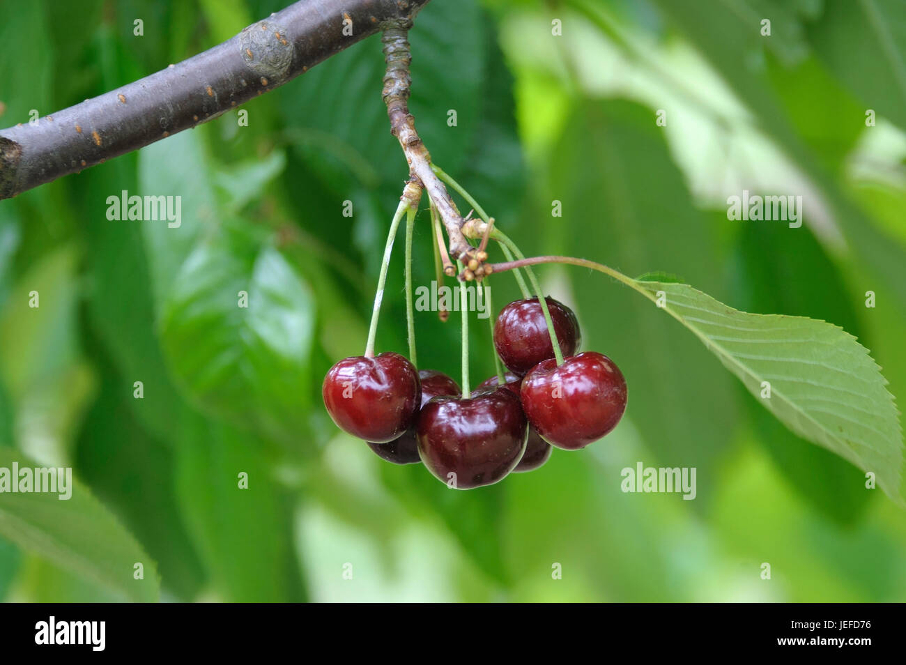 To sweet cherry, Prunus avium Mona Cherry , Suesskirsche (Prunus avium 'Mona Cherry') Stock Photo
