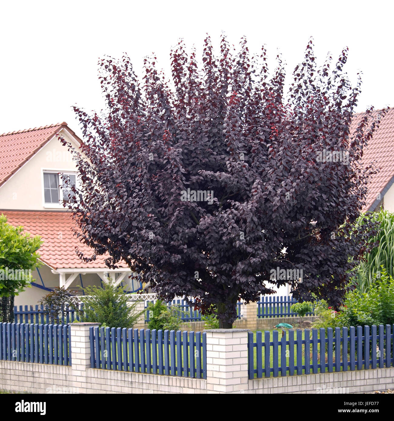 Blood plum, Prunus cerasifera Nigra , Blut-Pflaume (Prunus cerasifera 'Nigra') Stock Photo