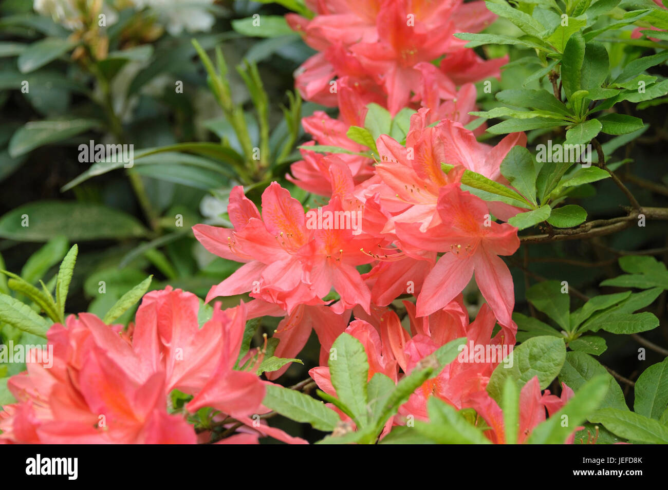 Azalea, rhododendron mollis x sinensis pink ones , Azalee (Rhododendron mollis x sinensis rosa) Stock Photo