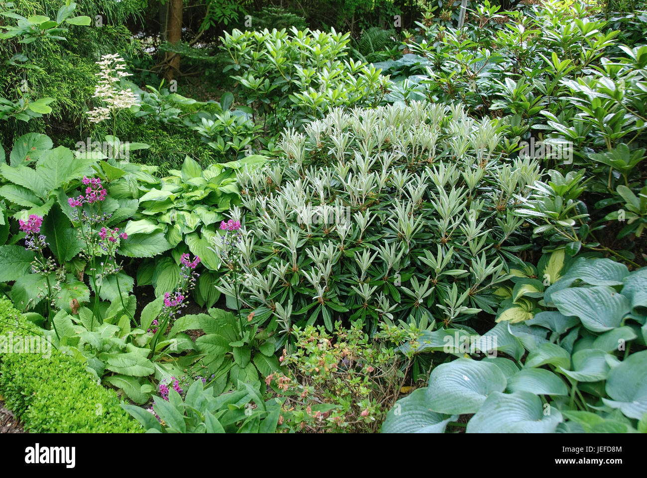 Ball rhododendron, rhododendron yakushimanum, shadow garden, Ball- Rhododendron (Rhododendron yakushimanum), Schattengarten Stock Photo - Alamy