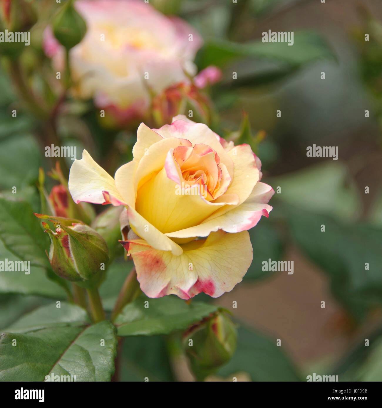 Aquarell rose hi-res stock photography and images - Alamy