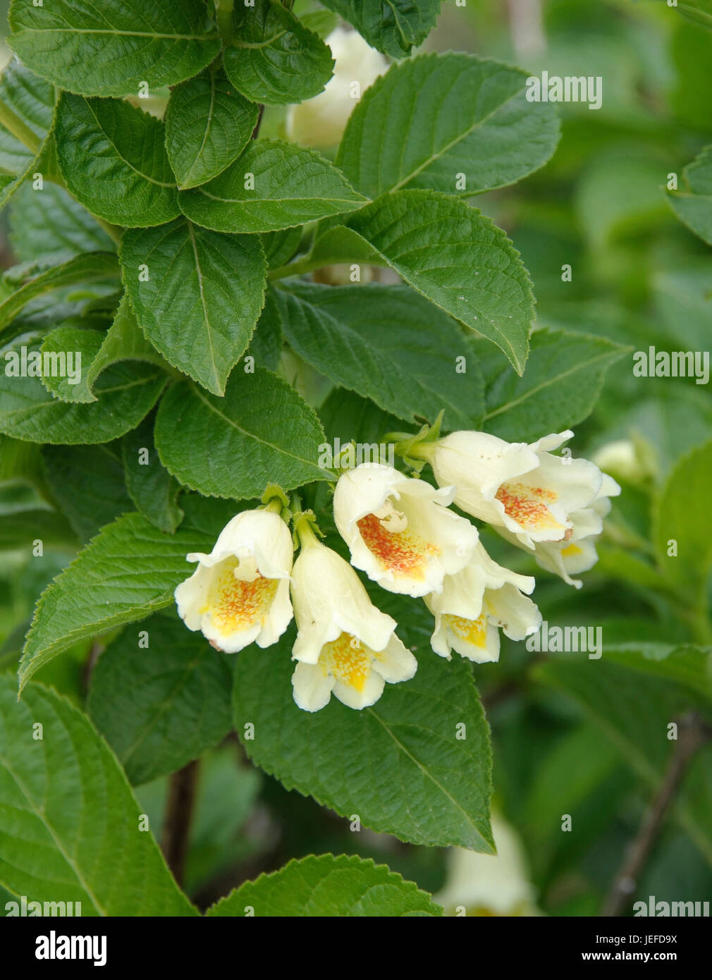 Yellow-flower Weigelie, Weigela middendorffiana , Gelbbl¸tige Weigelie (Weigela middendorffiana) Stock Photo