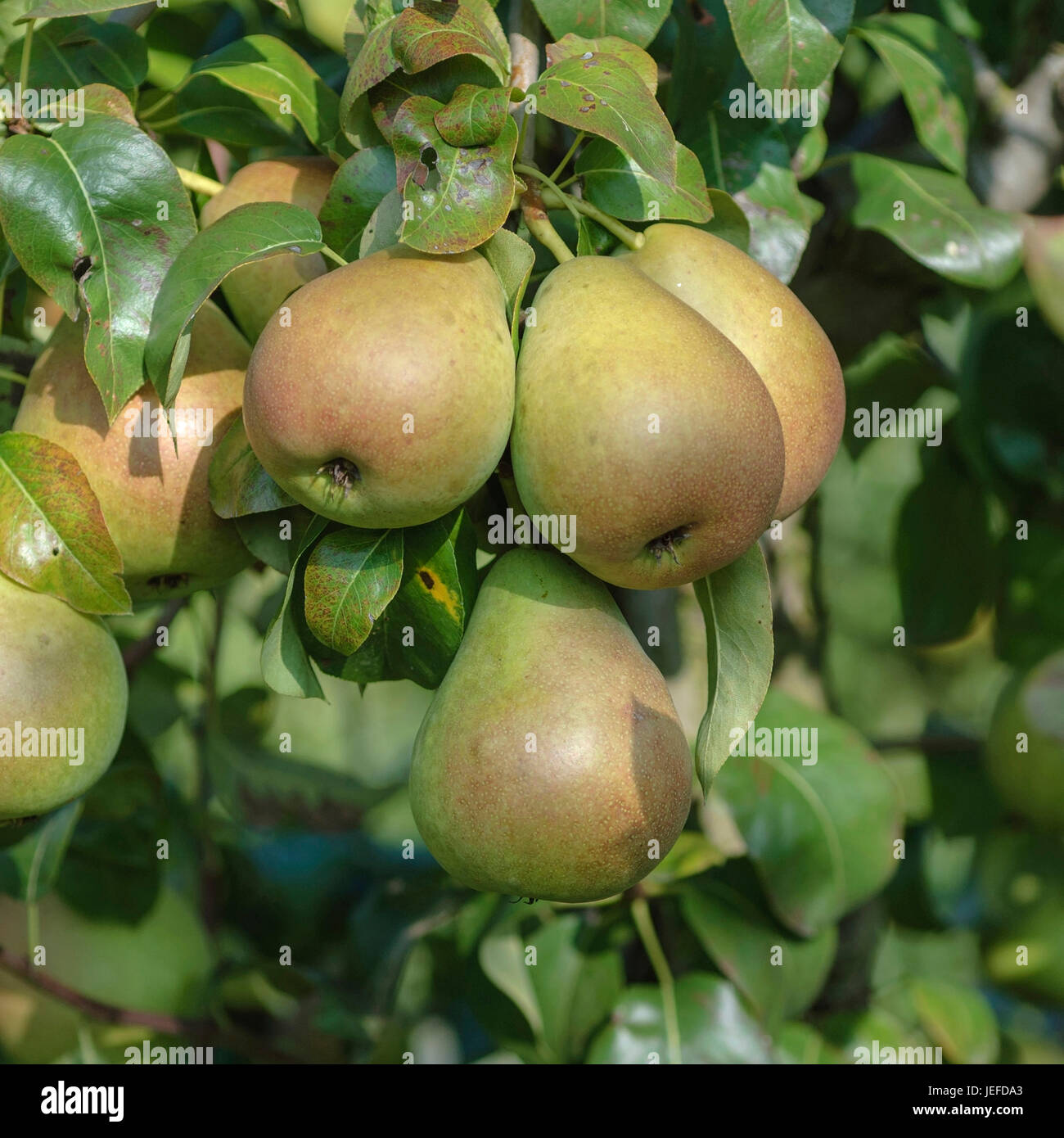 Pear, Pyrus communis north houses Winterforelle , Birne (Pyrus communis 'Nordhaeuser Winterforelle') Stock Photo