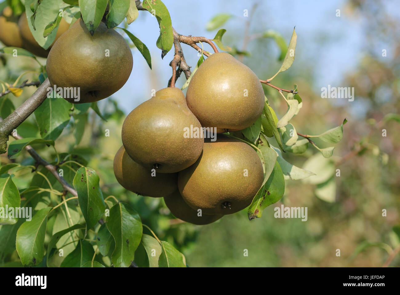 Pear, Pyrus communis Uta , Birne (Pyrus communis 'Uta') Stock Photo