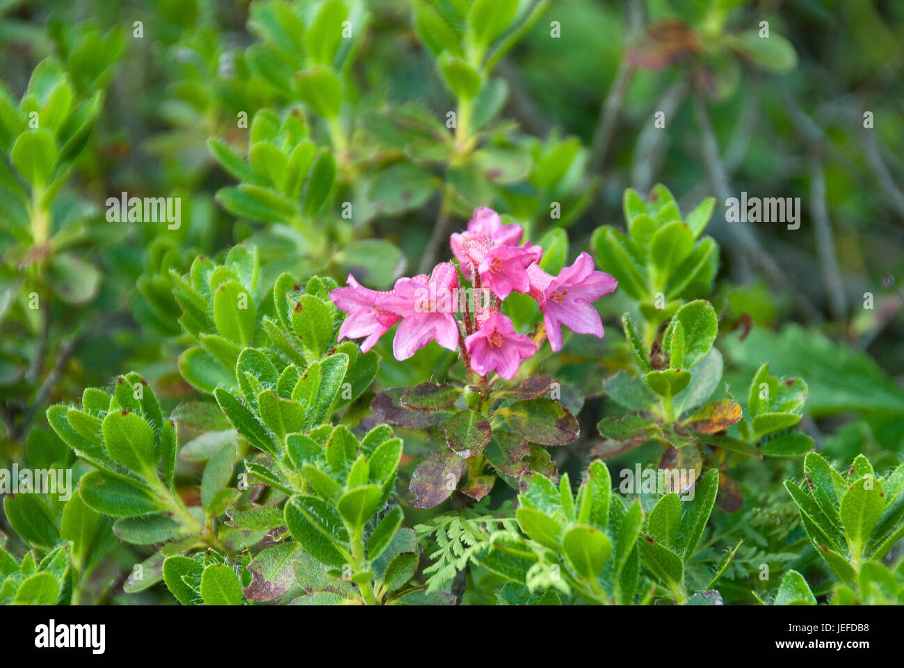 Bewimperte alpine rose, rhododendron hirsutum , Bewimperte Alpenrose (Rhododendron hirsutum) Stock Photo