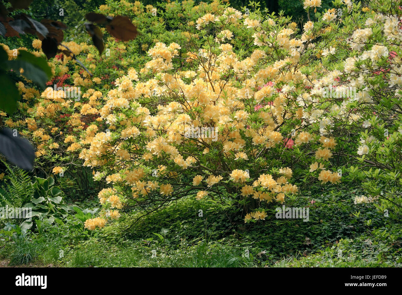 Azalea, rhododendron mollis x sinensis yellow , Azalee (Rhododendron mollis x sinensis gelb) Stock Photo