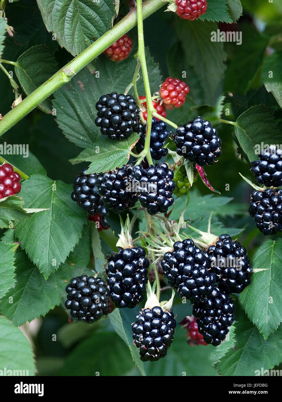 Blackberry without sting, Rubus fruticosus Chester Thornless Stock Photo