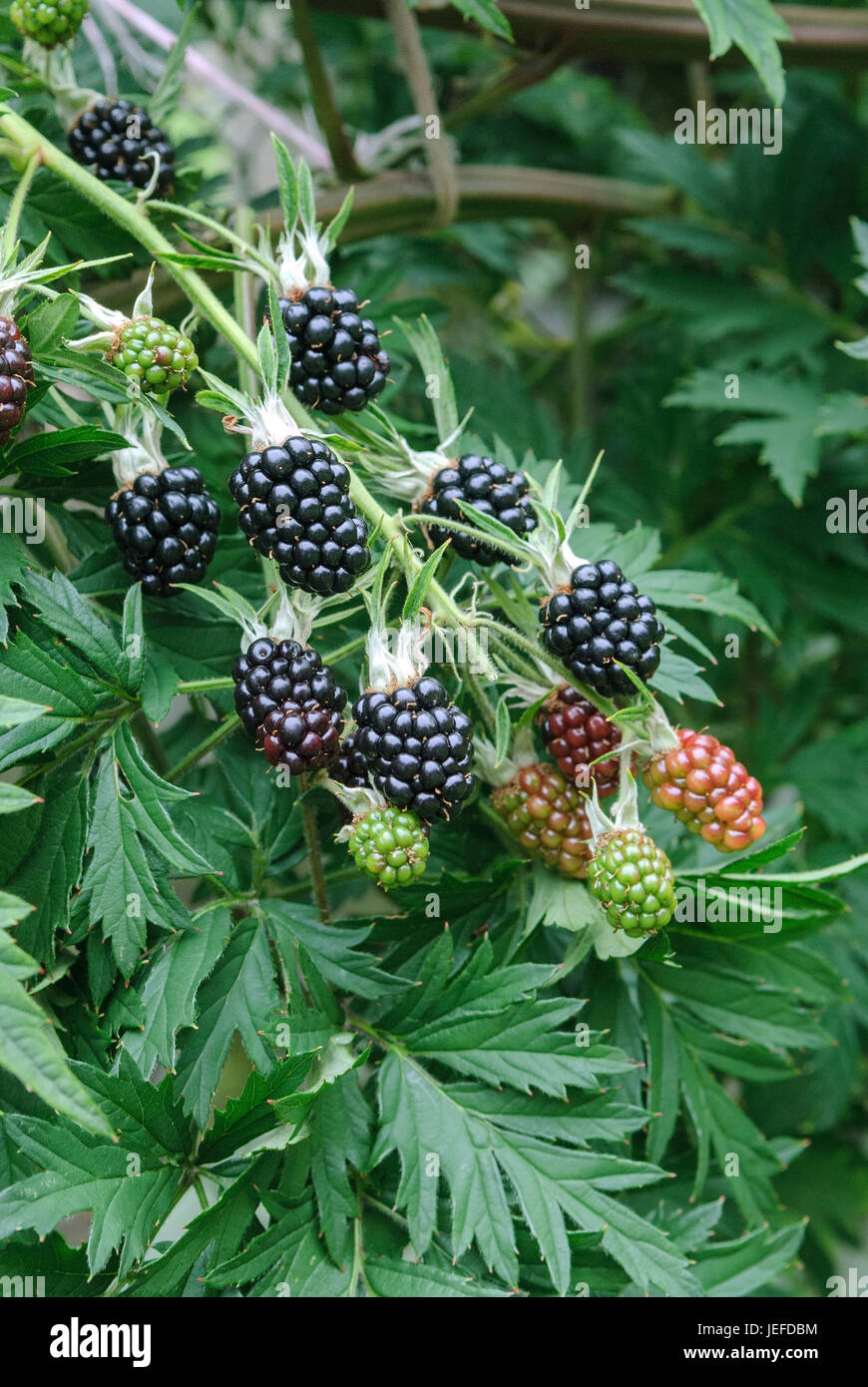 Blackberry without sting, Rubus fruticosus Thornless Evergreen , Stachellose Brombeere (Rubus fruticosus 'Thornless Evergreen') Stock Photo