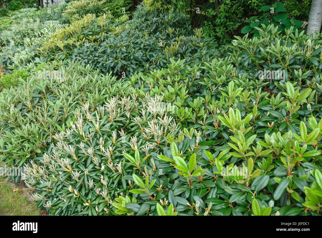 Rhododendron Garden Rhododendron Rhododendron Yakushimanum Stock Photo Alamy