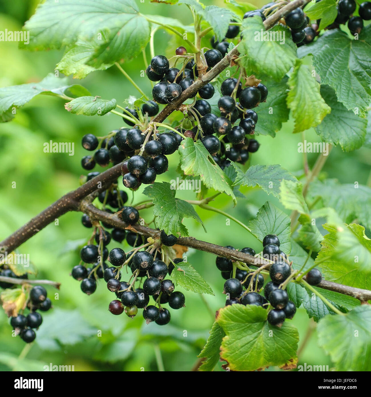 Black currant, Ribes nigrum Ometa , Schwarze Johannisbeere (Ribes nigrum 'Ometa') Stock Photo