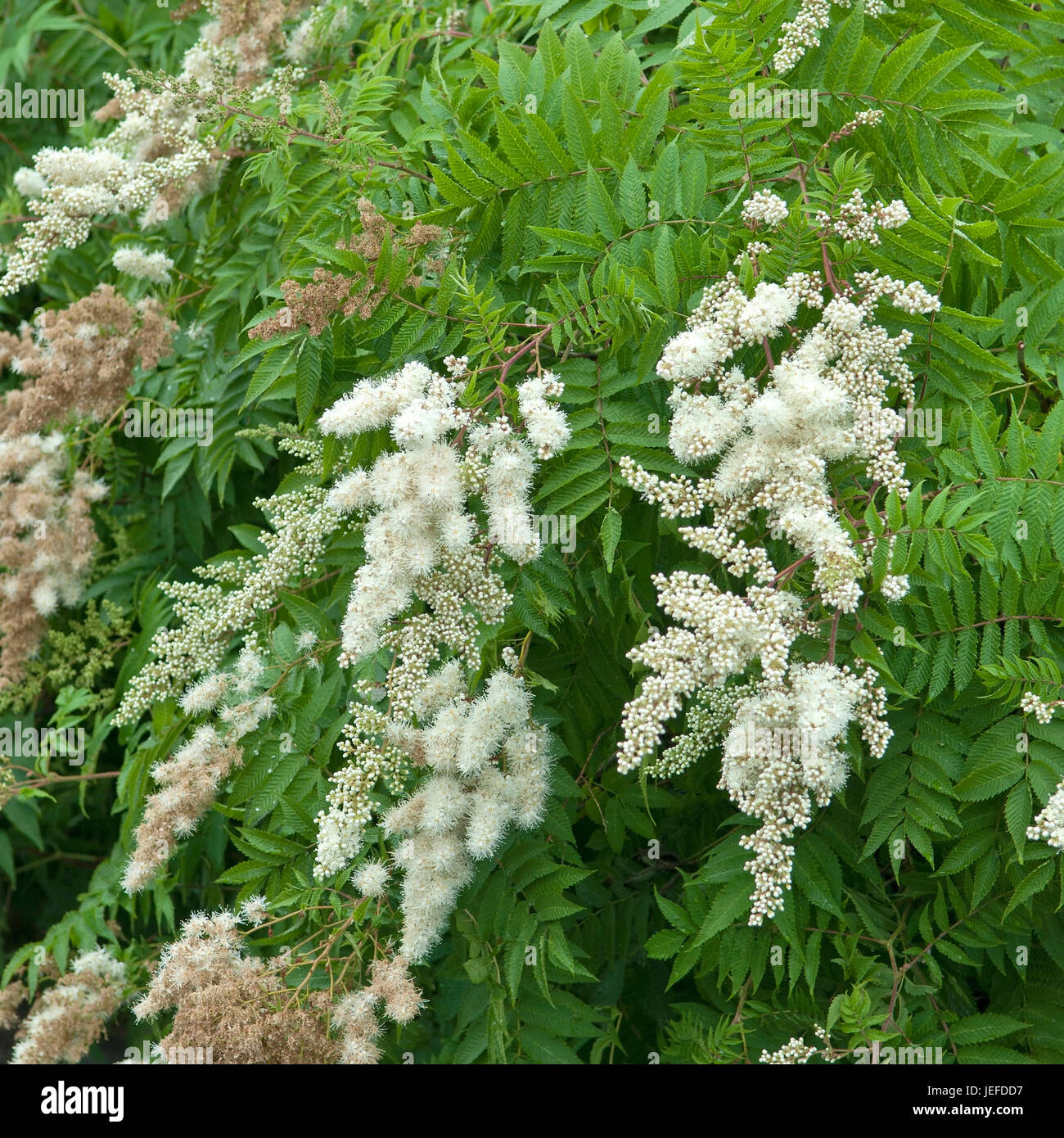 Sorbaria hi-res stock photography and images - Alamy