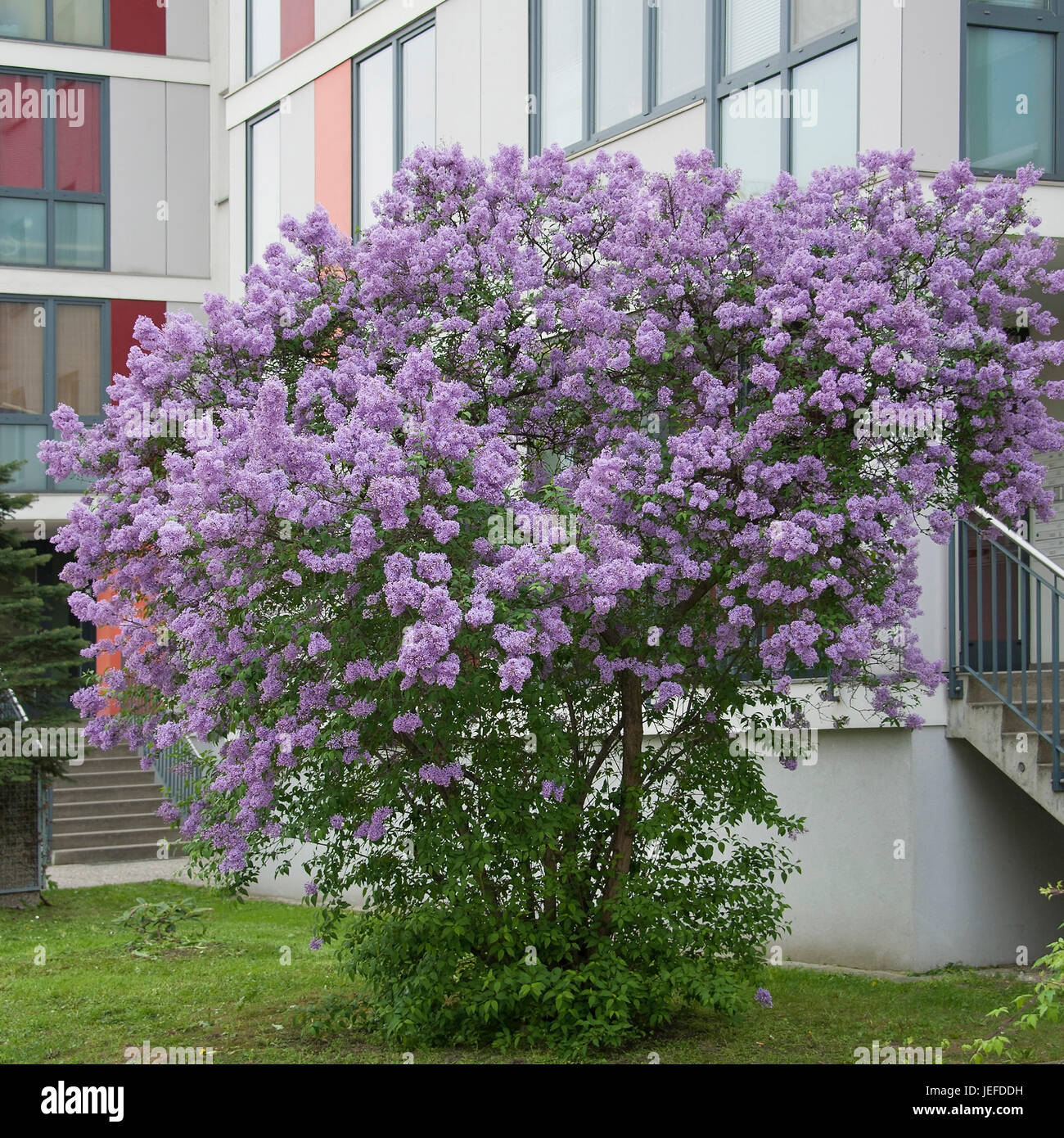 King's lilac, Syringa ◊ chinensis , Kˆnigsflieder (Syringa ◊ chinensis) Stock Photo