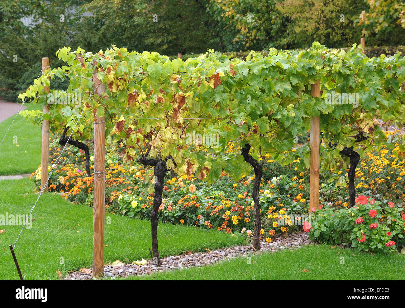 Wine trellis, vine, Vitis vinifera , Weinspalier, Weinrebe  (Vitis vinifera) Stock Photo