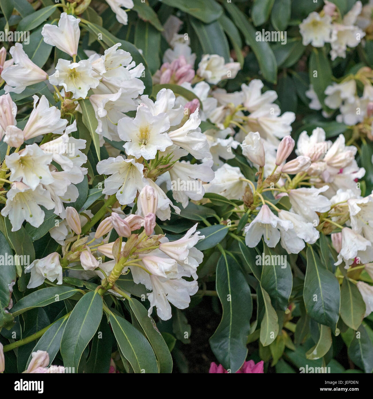 Rhododendron, rhododendron hedge of perfume , Rhododendron (Rhododendron ' Dufthecke' Stock Photo - Alamy